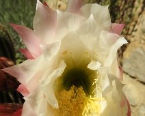 Buonconvento  2015 052